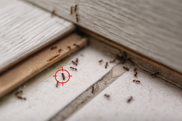 Best Pest Control for Restaurants  in Wellington, TX