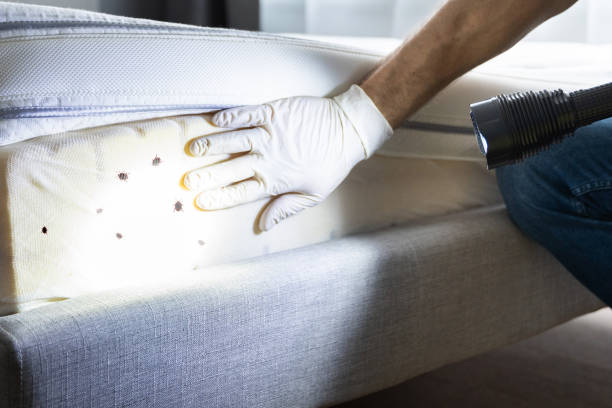 Best Bed Bug Extermination  in Wellington, TX