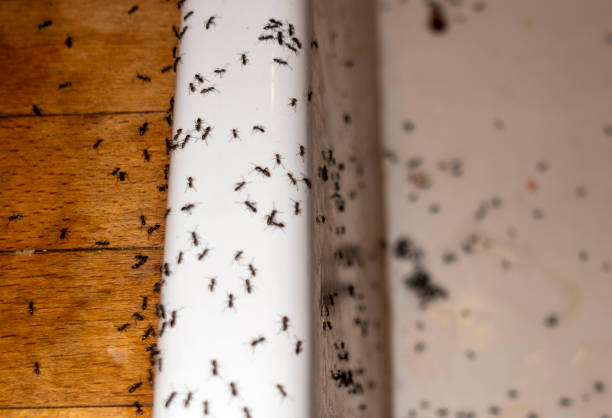 Best Affordable Pest Control Services  in Wellington, TX
