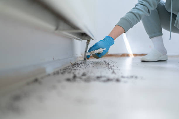 Best Insect Control  in Wellington, TX